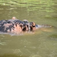 un hippopotame