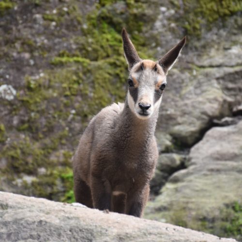 zoo_marécottes_petit_chamois